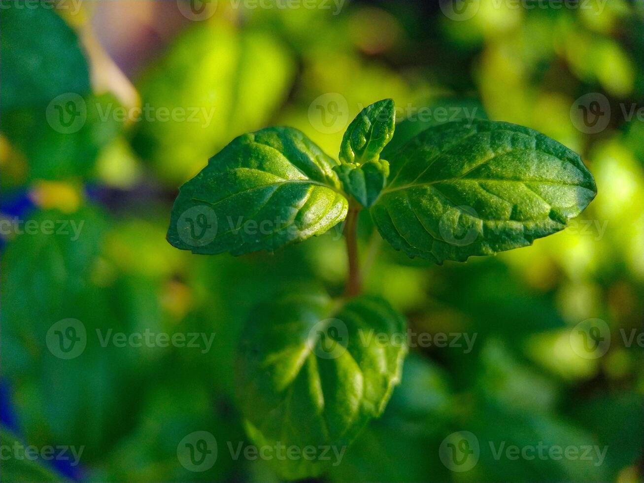 Luminous Mint Sprig A CloseUp Botanical Study photo