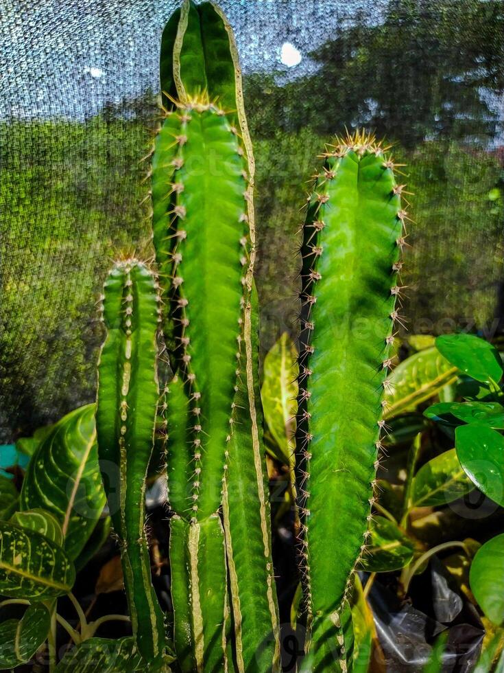 Luminous Green Cereus Cactus Trio A Vibrant Botanical Study photo