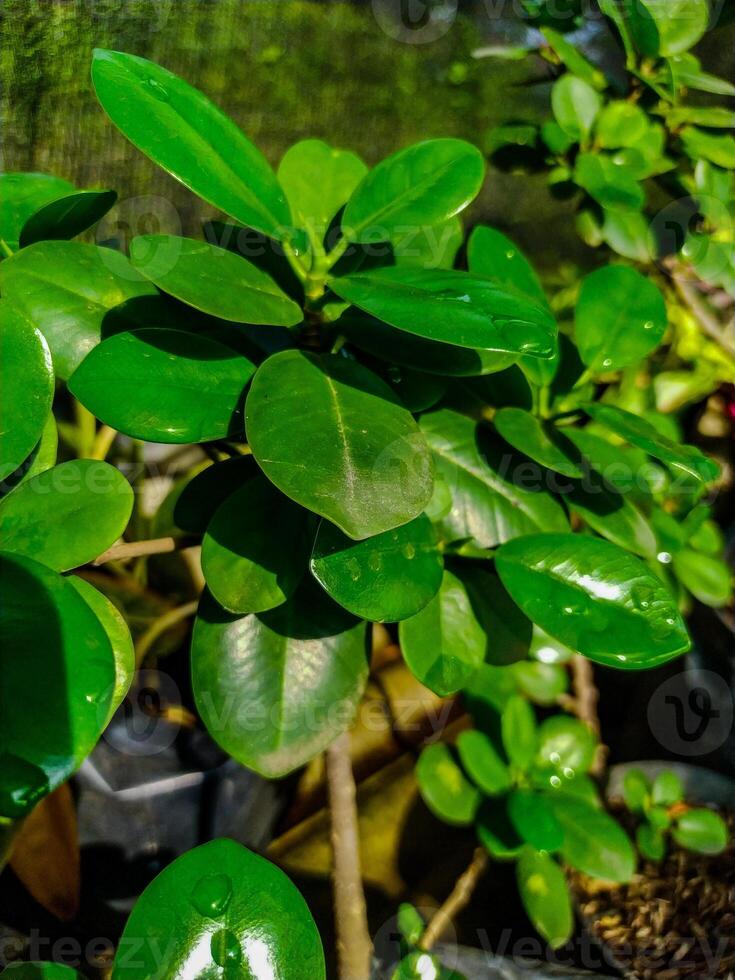 Lush Green Ficus Microcarpa A Vibrant Botanical CloseUp photo