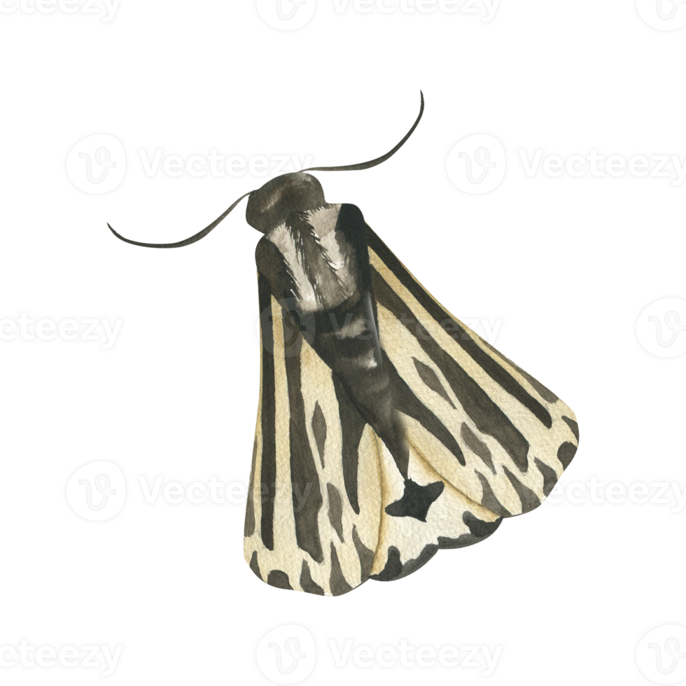 Night moth with black and white wings watercolor illustration. Hand drawn mystic butterfly, nocturnal insect clipart for book,poster, esoteric and magic card,taro design png