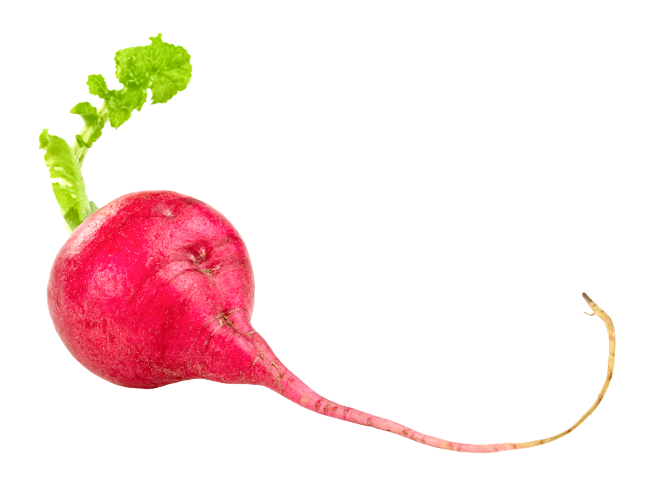 small red radish isolated png