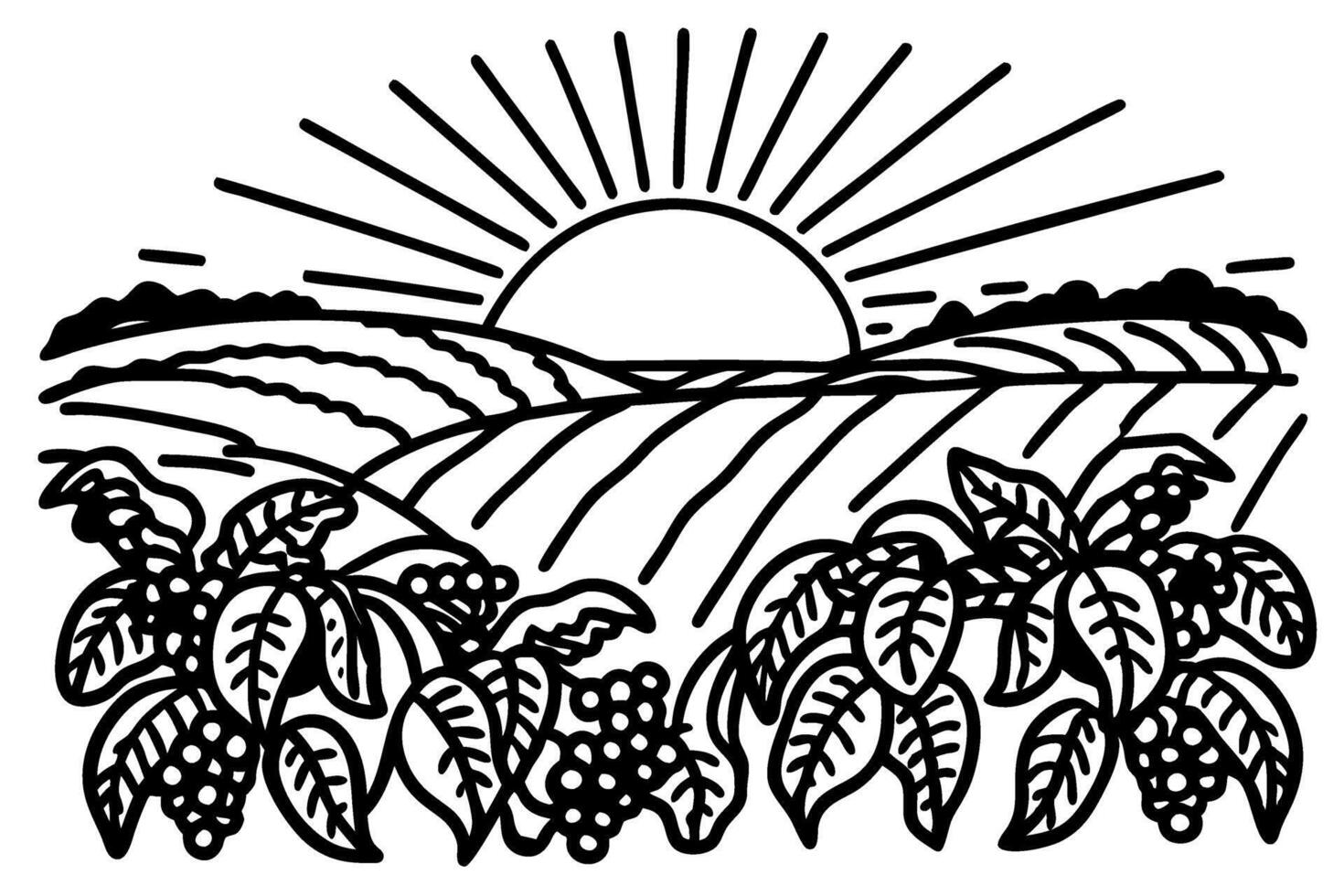 Sunrise over coffee plantation fields with lush plants and ripe berries in countryside landscape illustration vector
