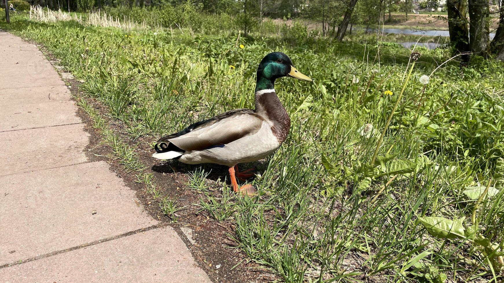 A duck standing on the side of a sidewalk photo