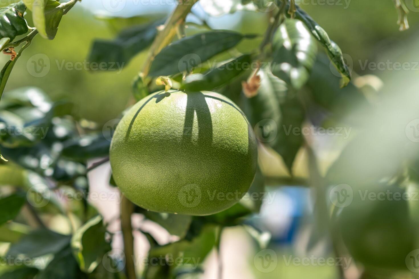 Close-up View of a Ripe Green Grapefruit Hanging From a Vibrant Tree Branch in Bright Sunlight photo