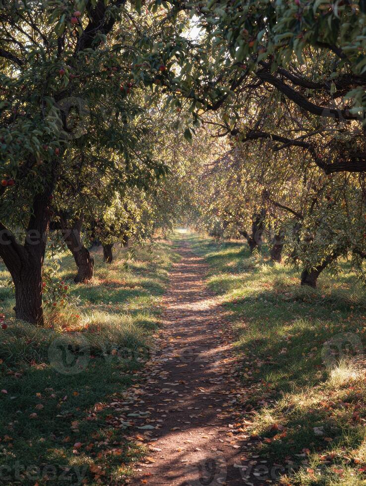 Morning Light Filters Through an Apple Orchard Path Covered in Falling Leaves photo