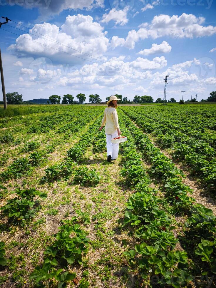 Woman walking through strawberry field on sunny summer day photo