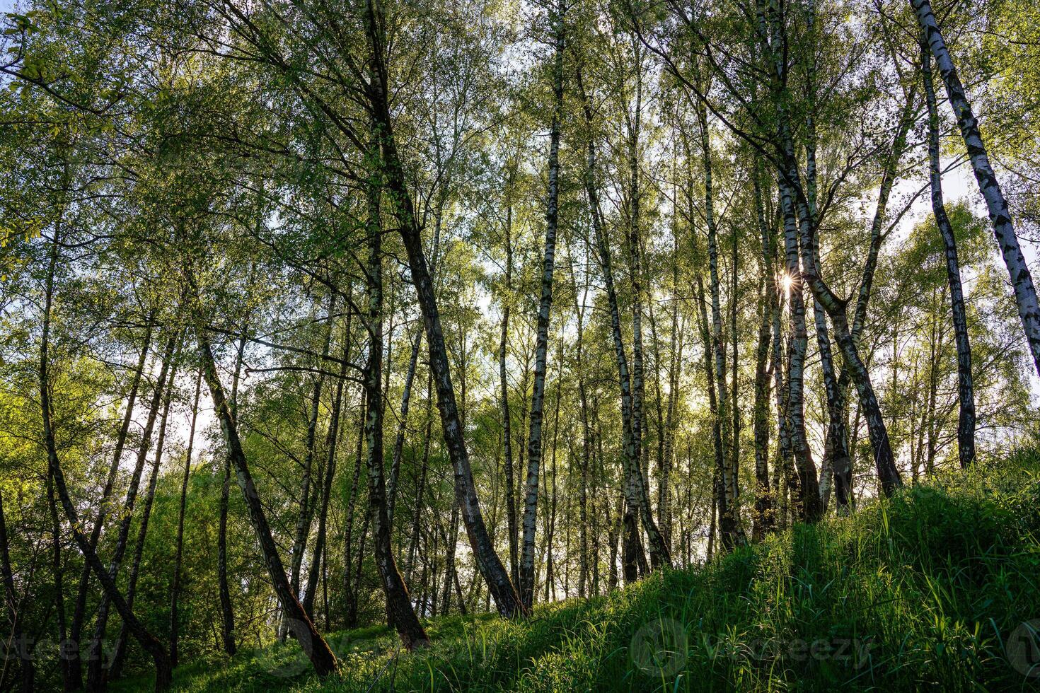 Sunlight filtering through the tall birch trees in a lush green forest, creating a serene and captivating natural landscape. photo