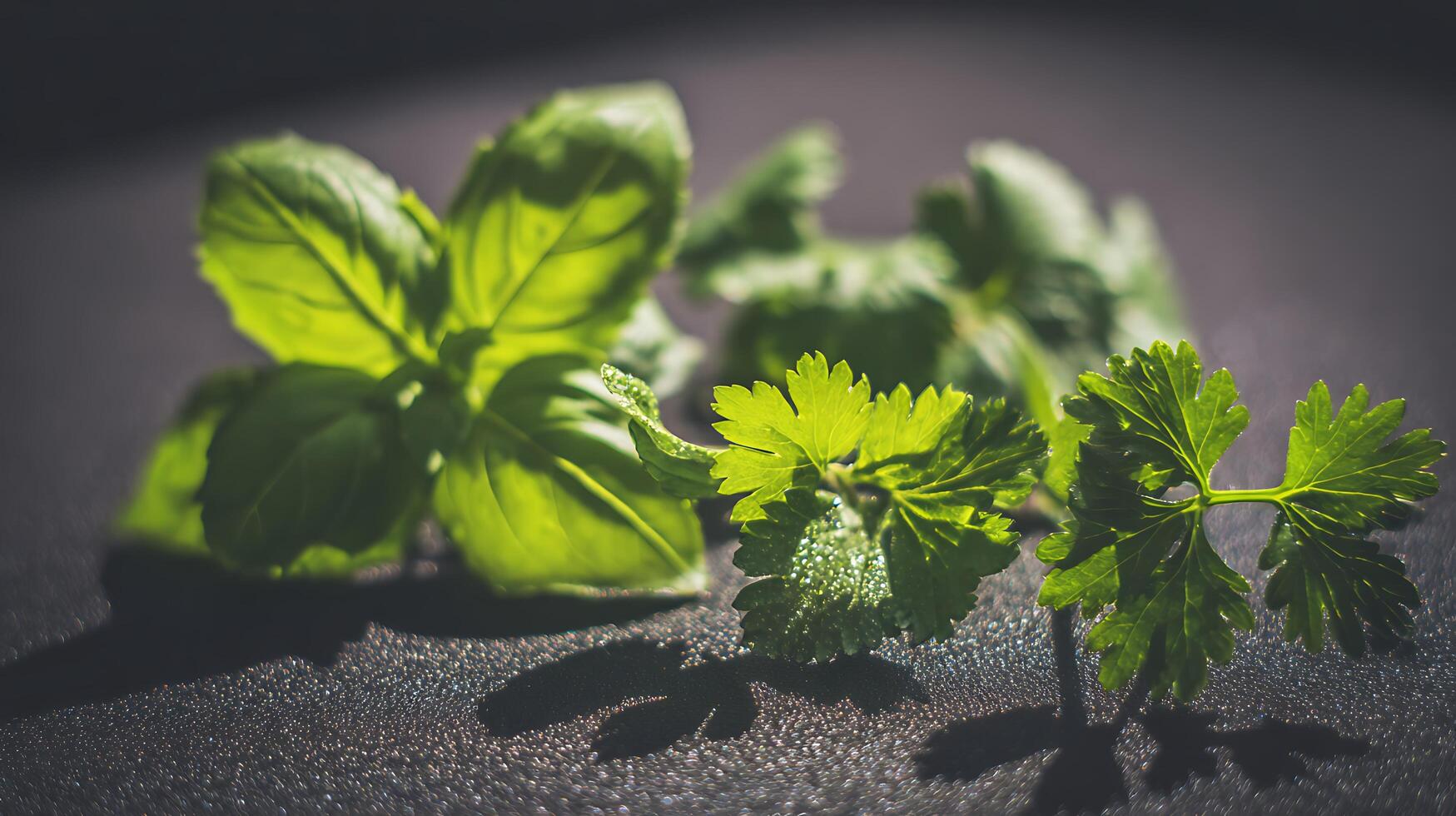 Fresh Green Herbs with Water Droplets Sparkle on Dark Surface. photo