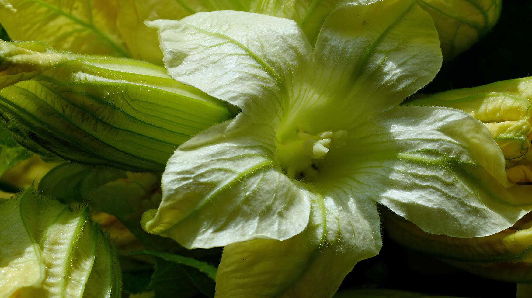 Detailed Close Up Of A Delicate Light Green Zucchini Flower. photo
