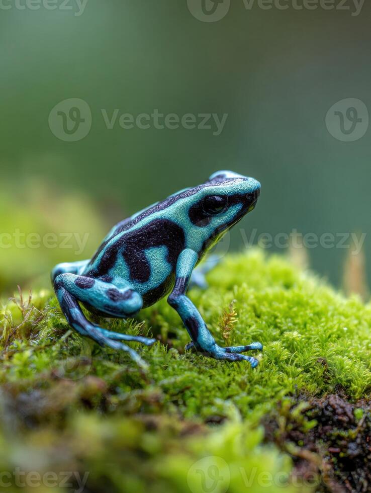 Vibrant Poison Dart Frog Resting on Bright Green Moss in a Blurred Forest Surrounding During Daylight photo
