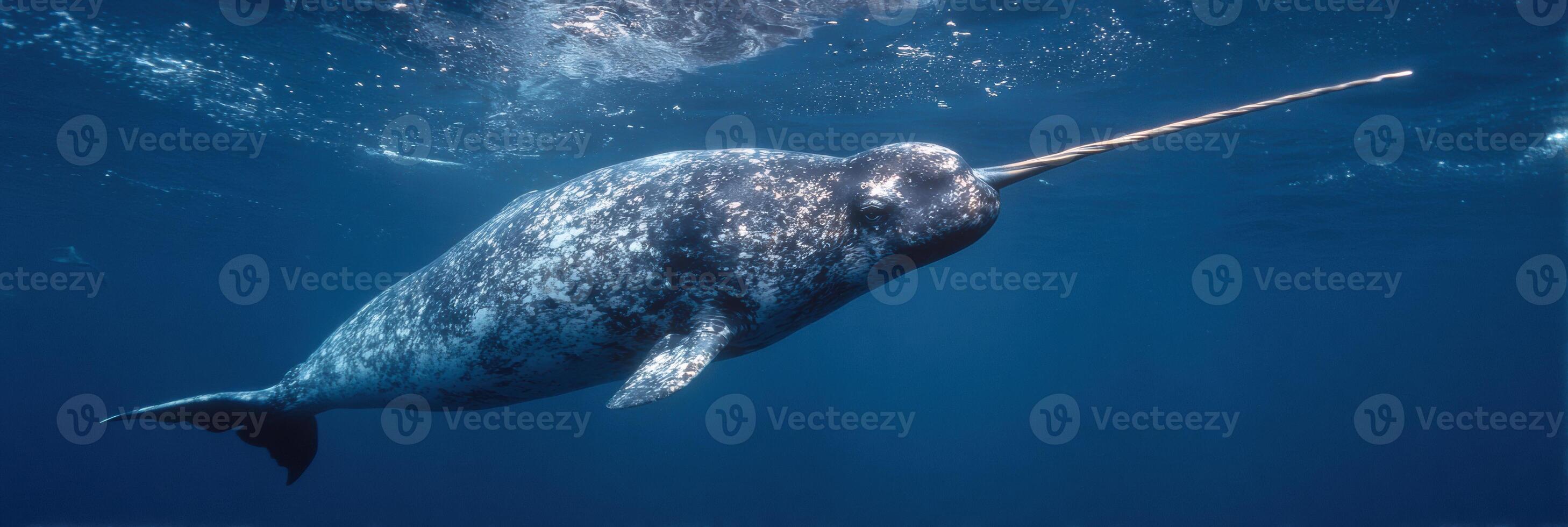Narwhal Swimming Underwater With Its Tusk Extended in a Serene Ocean Environment photo
