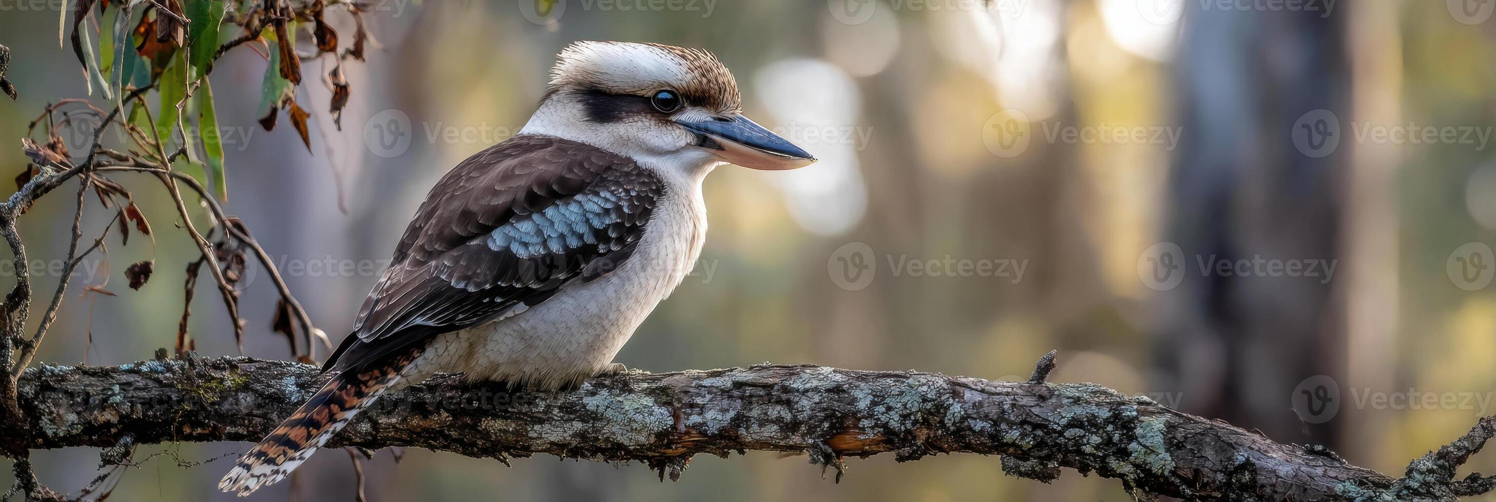 Kookaburra Perched on a Branch Surrounded by Blurred Trees and Soft Evening Light in a Serene Natural Setting photo