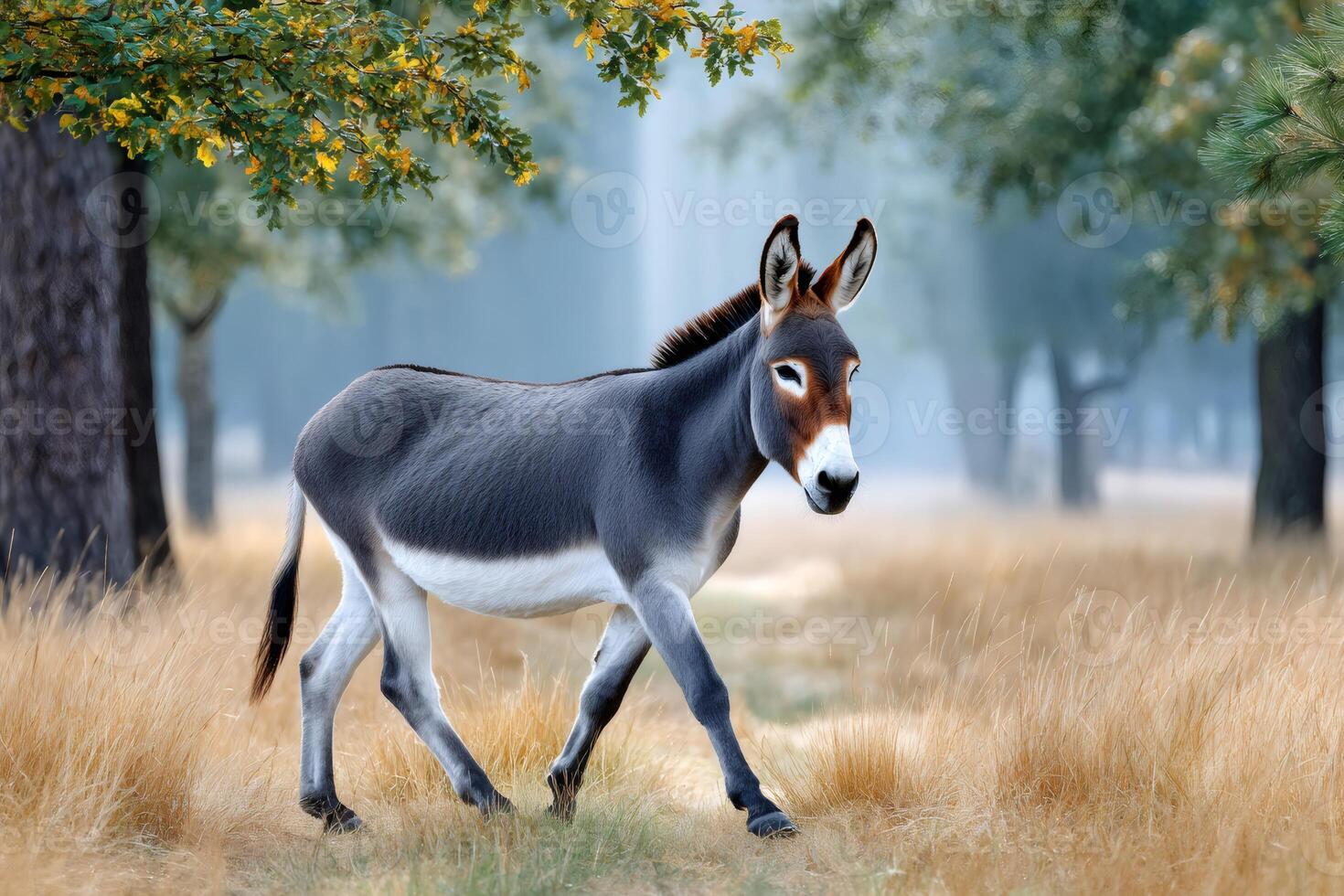 Donkey walking in the field under oak branches photo