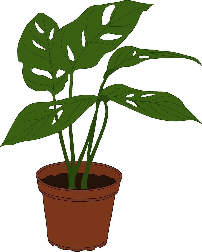 Monstera Plant in a Brown Pot vector