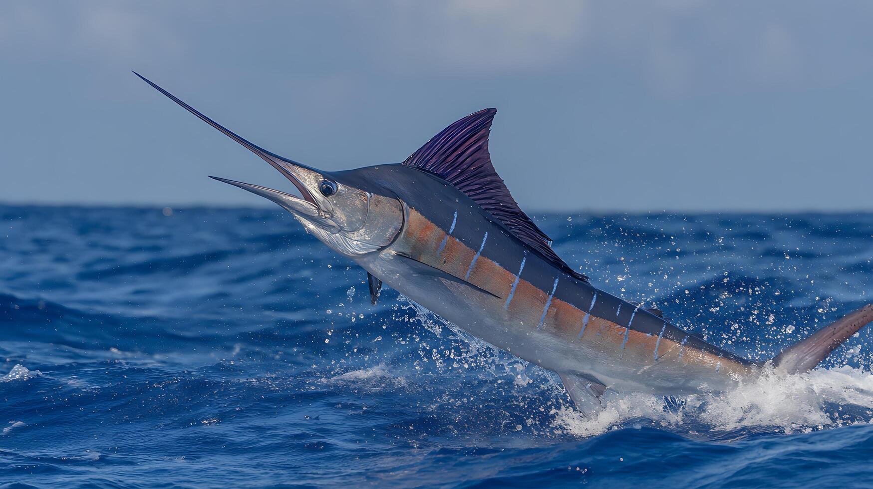 Majestic Blue Marlin Leaps from Ocean Waves Creating a Water Splash. photo