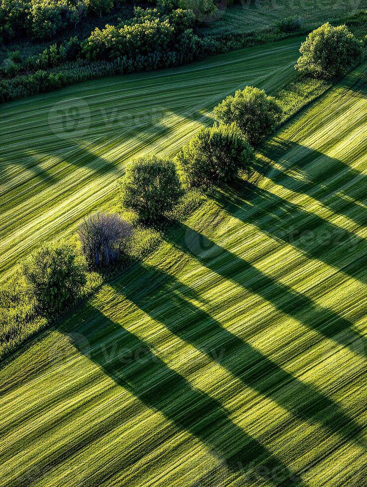 Aerial view of meadow with trees casting long shadows photo