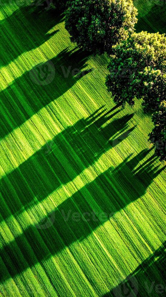 Green field with trees casting shadows in rural countryside photo