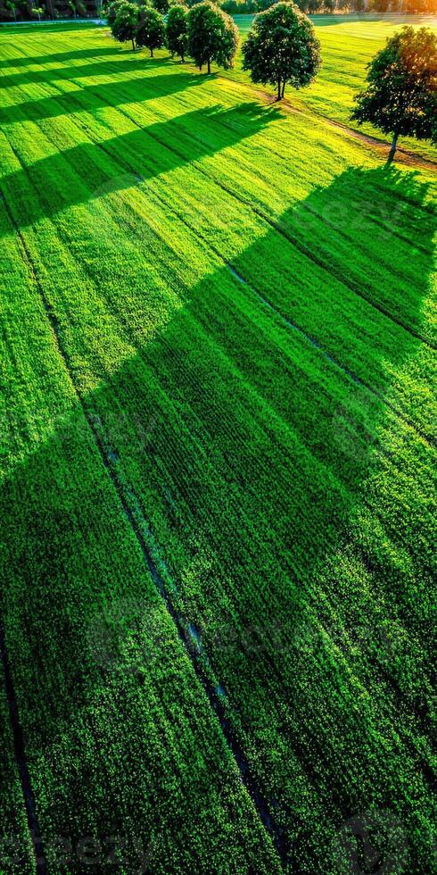 Aerial view of green field with trees during summer sunset photo