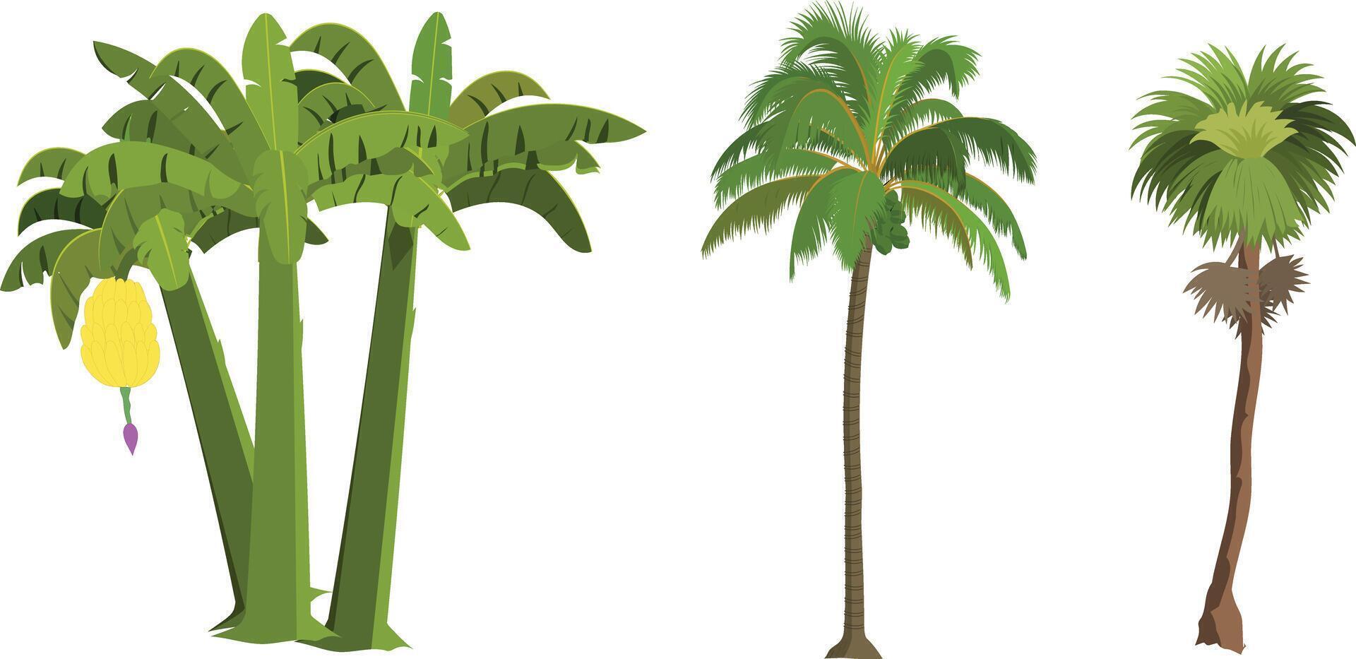 Cartoon Tropical Tree Set with Banana Tree, Coconut Tree and Palm Tree for Animation Backgrounds, Jungle or Island Game Scenes, Educational Explainer Videos, and Nature Illustrations vector