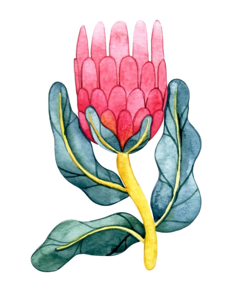Watercolor illustration. Protea flower in retro style. Abstract form. vector
