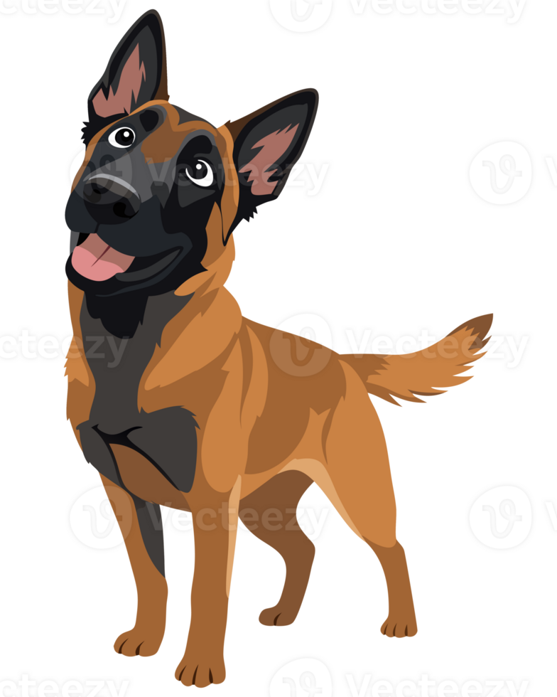 Playful and Loyal Belgian Malinois Dog with Happy Expression and Intelligent Eyes Ideal for Pet Lovers and Canine Enthusiasts in Stock Photography png