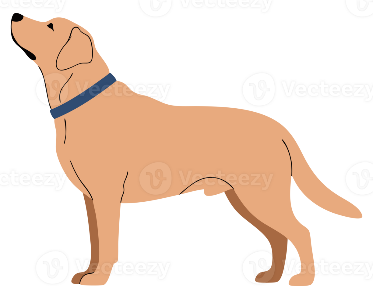 Joyful Golden Retriever Standing Proudly with Blue Collar Capturing the Essence of Canine Loyalty and Happiness in a Playful Moment png