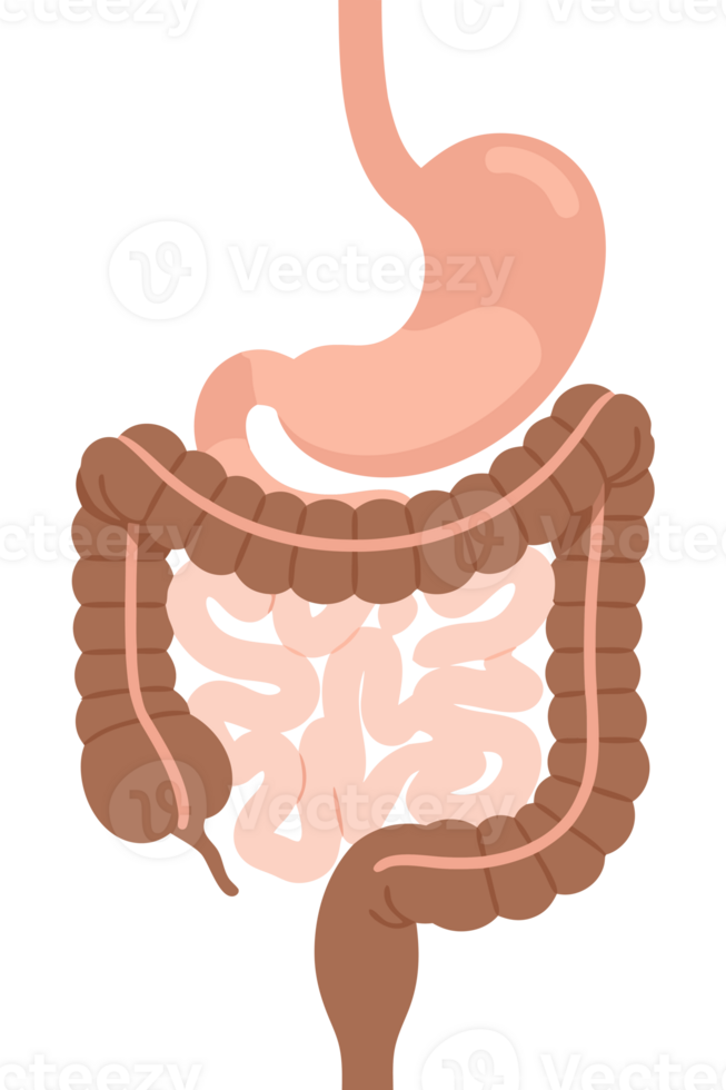 Detailed Illustration of the Human Digestive System Highlighting the Stomach and Intestines for Educational Purposes in Health and Biology png