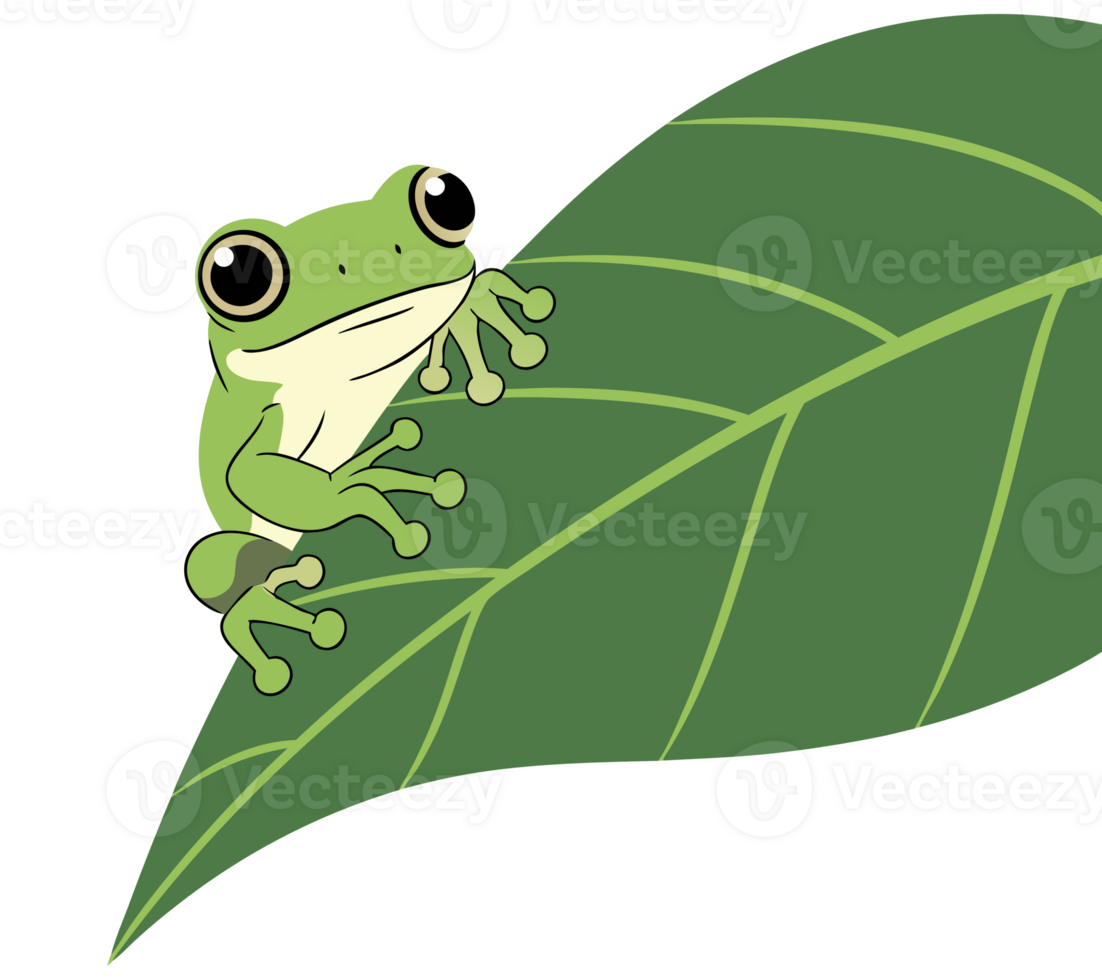 Cute Green Frog Clinging to a Leaf in a Lush Garden Setting Surrounded by Nature's Wildlife and Serenity of the Outdoors png