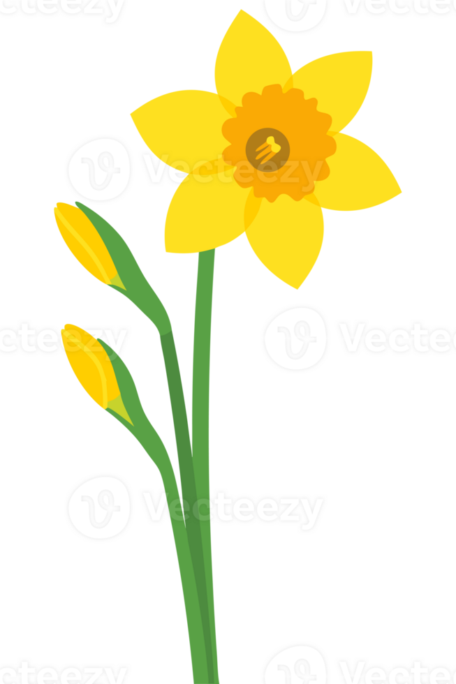 Bright and Vibrant Yellow Daffodil Flower in Full Bloom Capturing the Essence of Nature's Beauty in a Colorful Garden Setting png