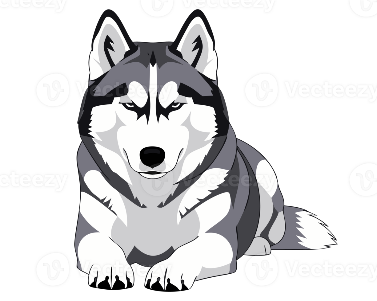 Majestic Siberian Husky Illustration with Bold Features and Playful Expression, Perfect for Pet Lovers and Canine Art Enthusiasts png