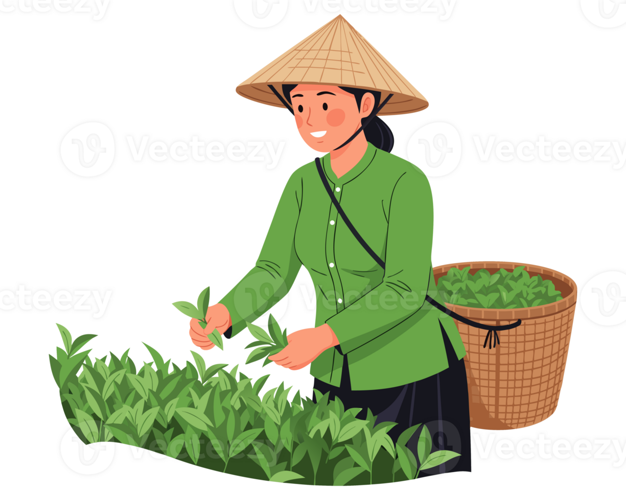 Woman Harvesting Tea Leaves in Traditional Farming Setting, Showcasing Cultural Practices and Agricultural Skills in Scenic Landscape png