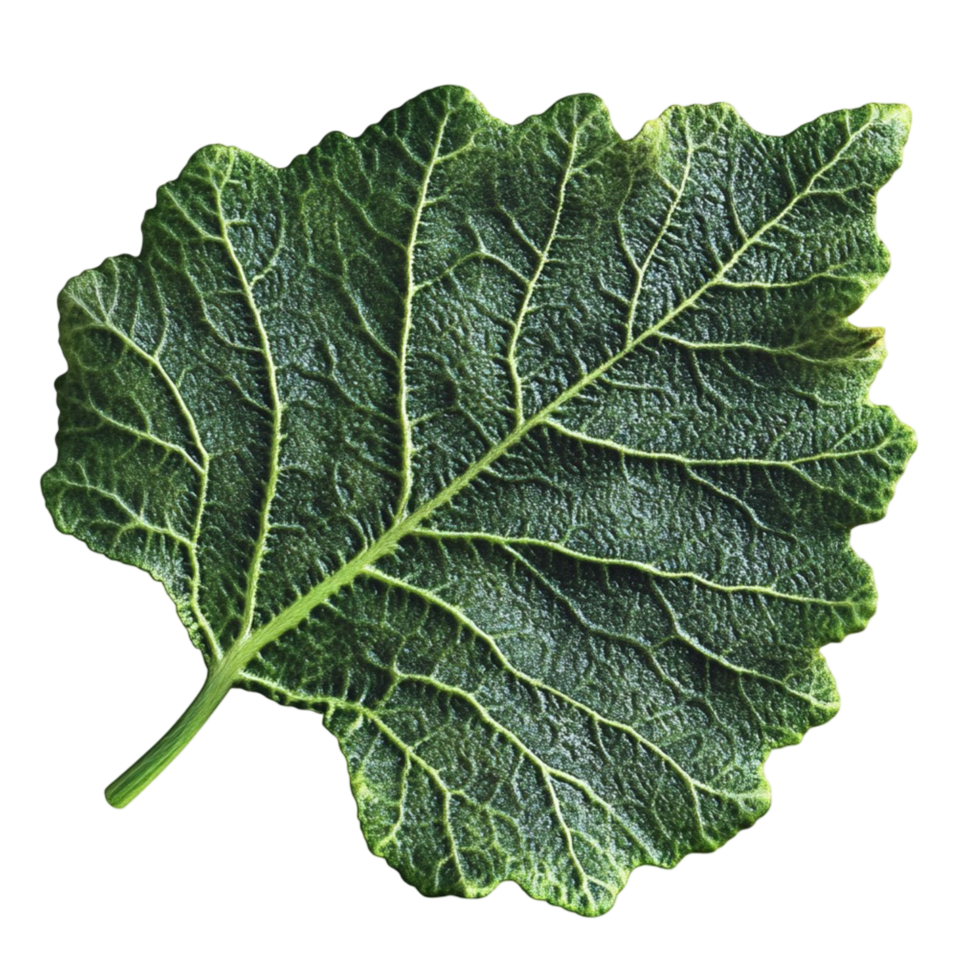 Single green leaf with prominent veins on white background display png