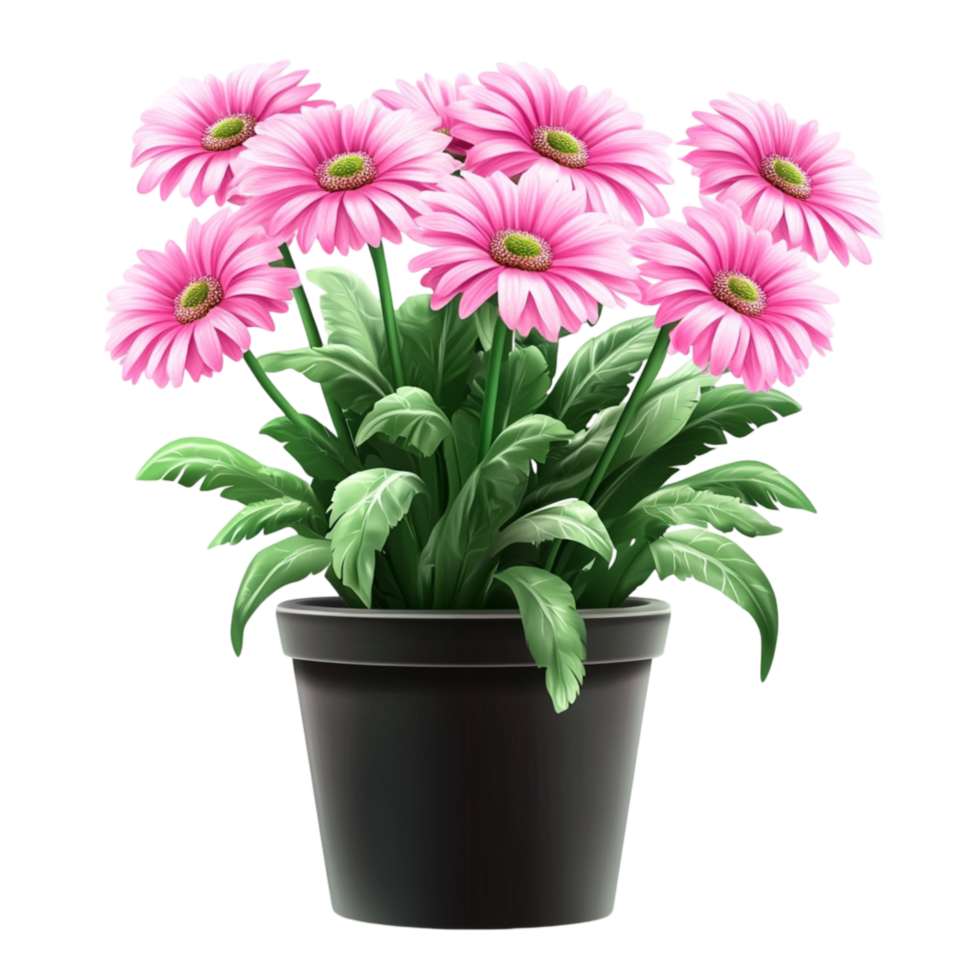 Pot of vibrant pink daisy flowers with green leaves png