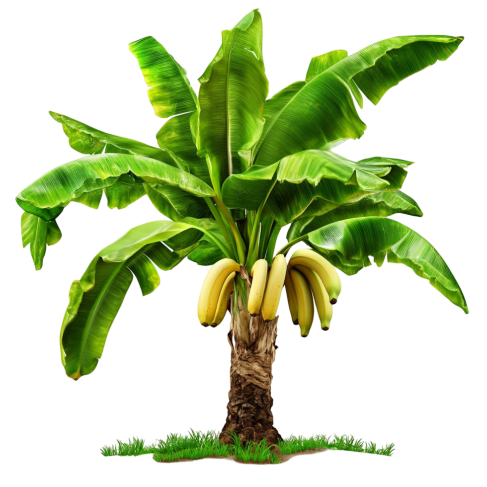 Banana tree with large green leaves and hanging bananas png