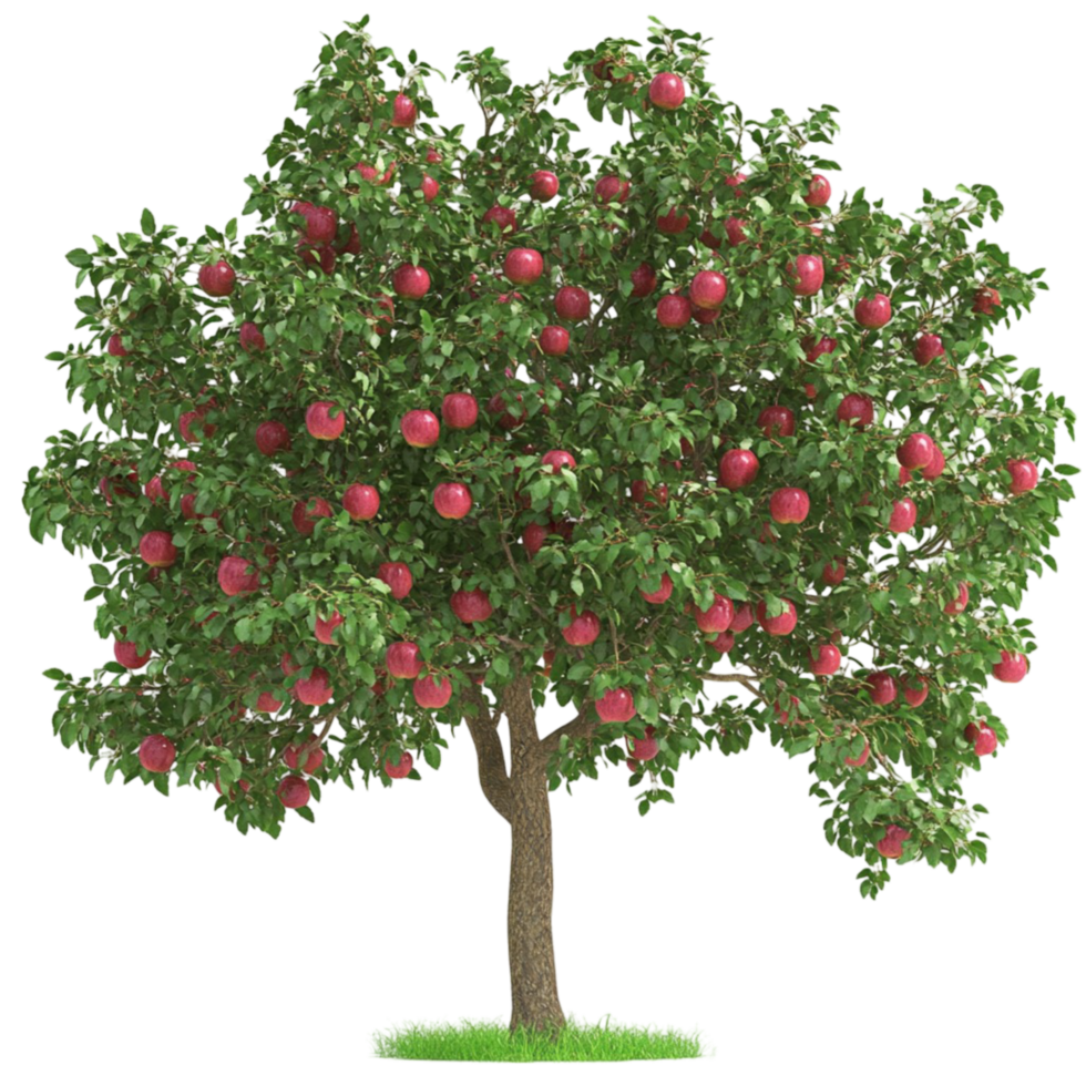 Green apple tree filled with ripe apples and thick leaves png