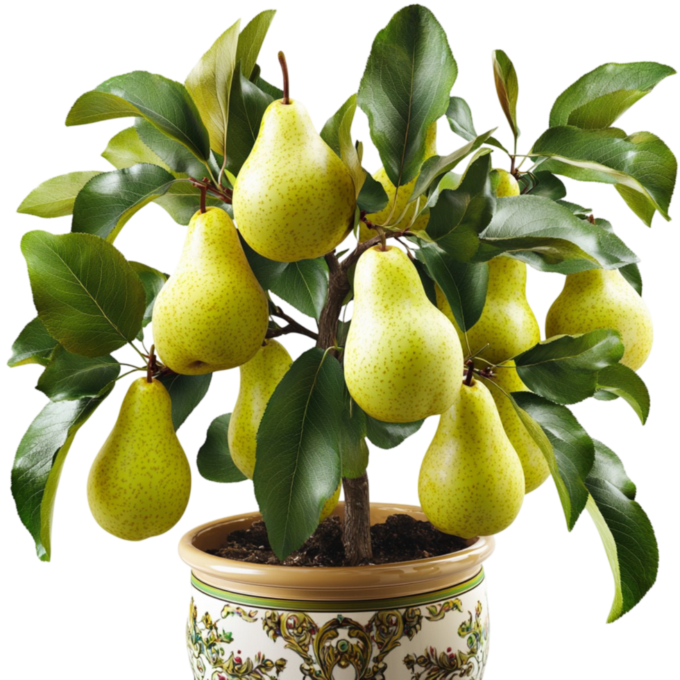 Abundant fruit harvest pear tree in decorative pot png