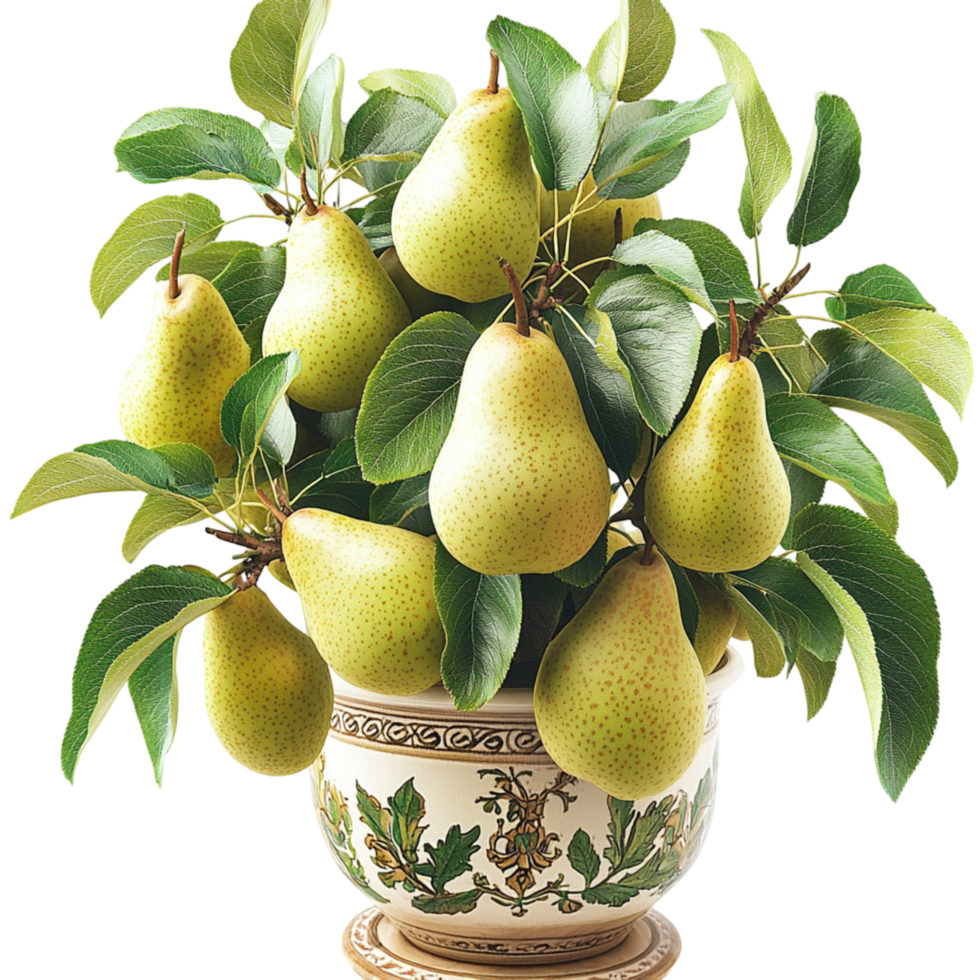Pear tree in decorative pot with plentiful fruit harvest png