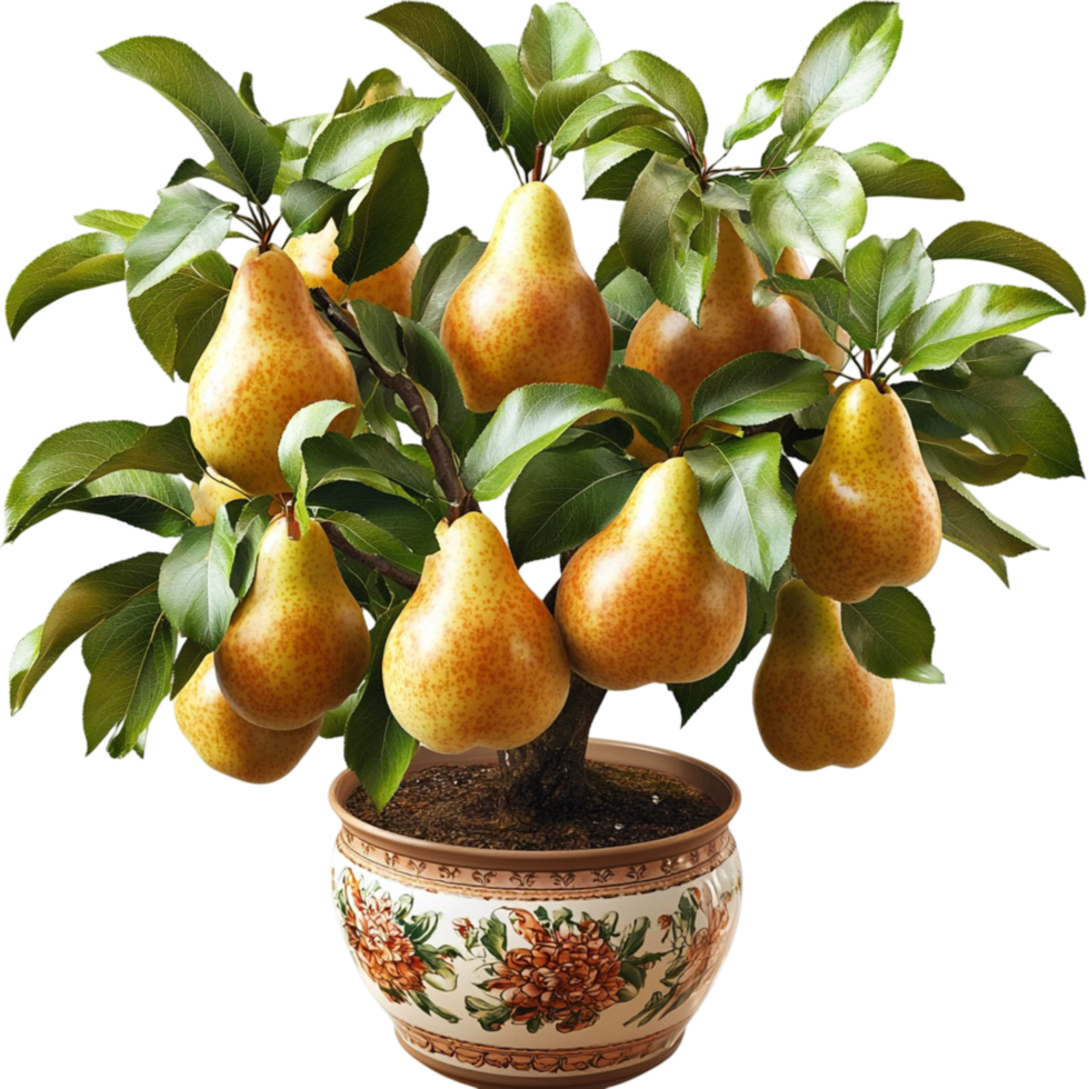 Pear tree in decorative pot with abundant fruit harvest png