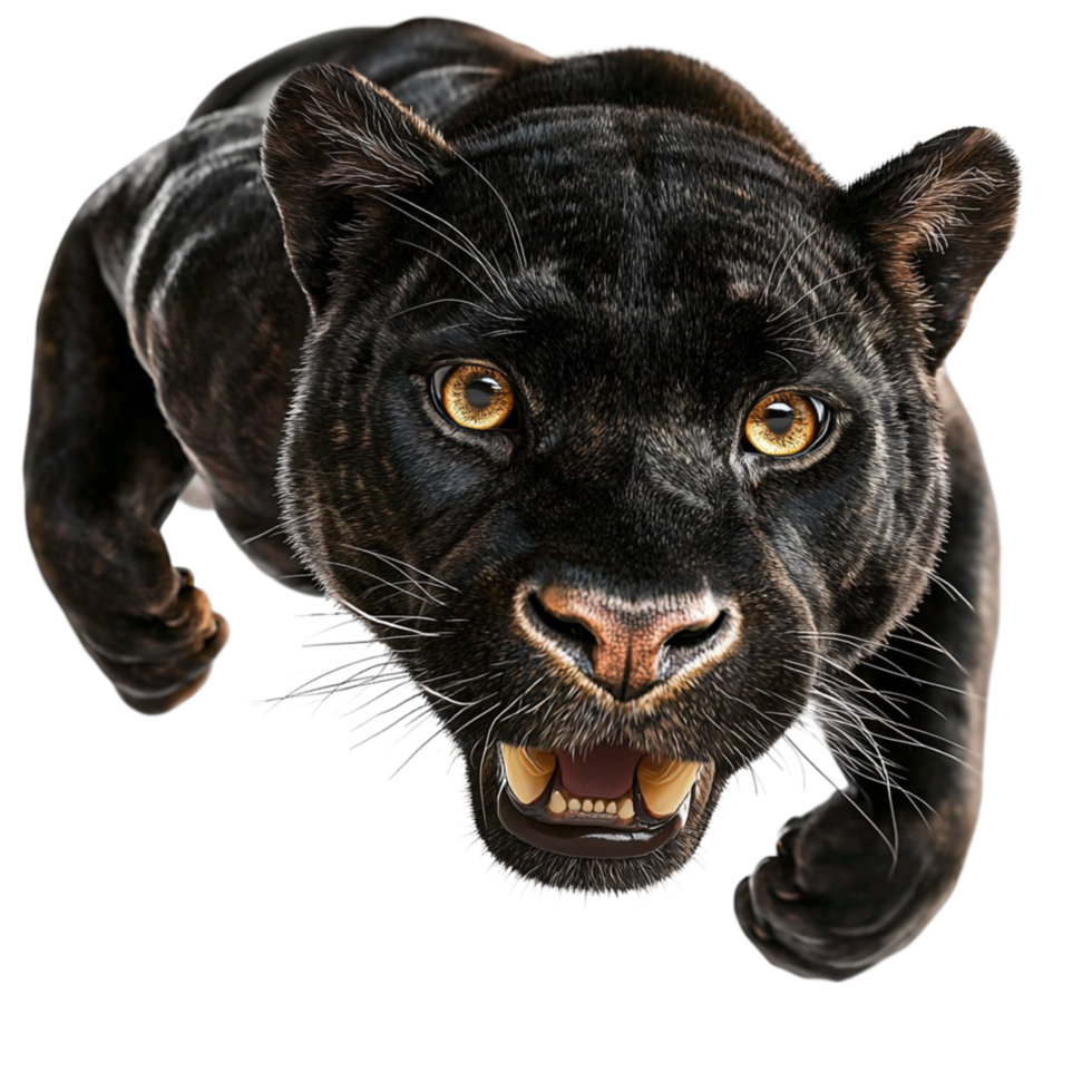 Sleek black panther stalking wild feline predator png