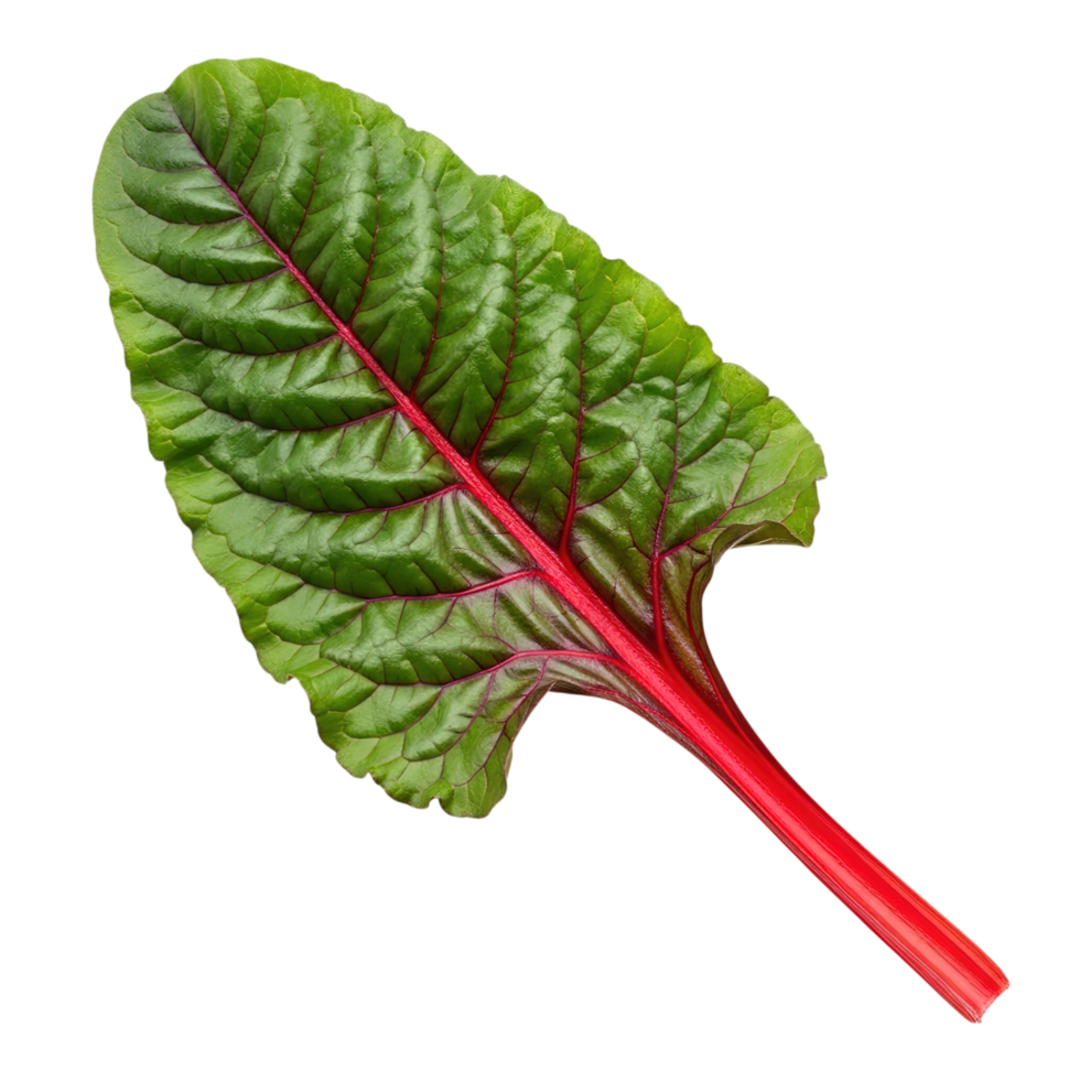 Vibrant green swiss chard leaf with deep red stem isolated on transparent background png