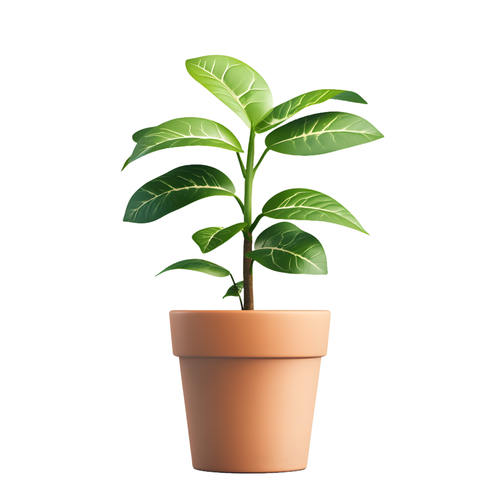 A healthy green plant with prominent veins on its leaves growing in a terracotta pot isolated on transparent background png