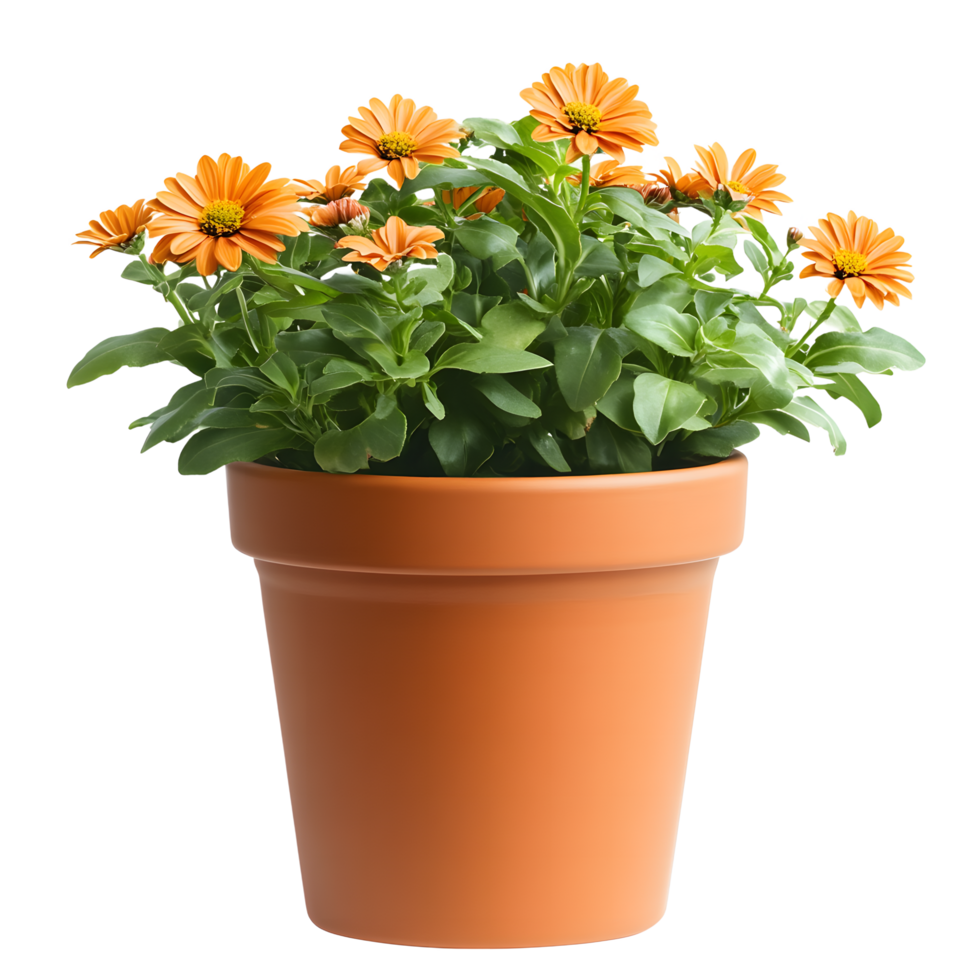 Vibrant orange daisy flowers in a terracotta pot isolated on transparent background png