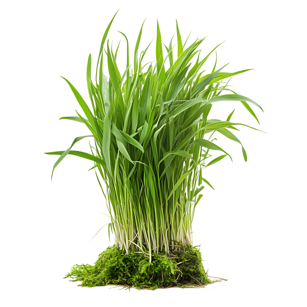 A vibrant clump of fresh green grass growing from a bed of lush moss isolated on transparent background png