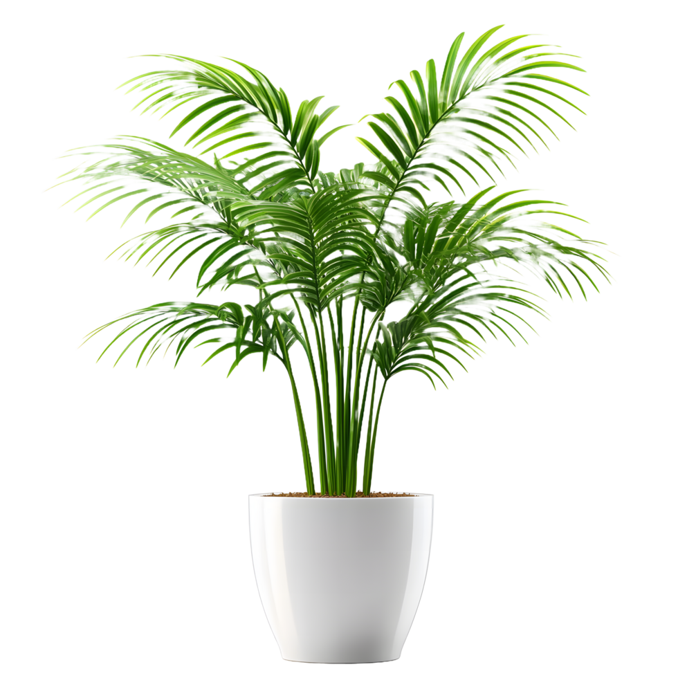 Lush green areca palm plant in a white pot isolated on transparent background png