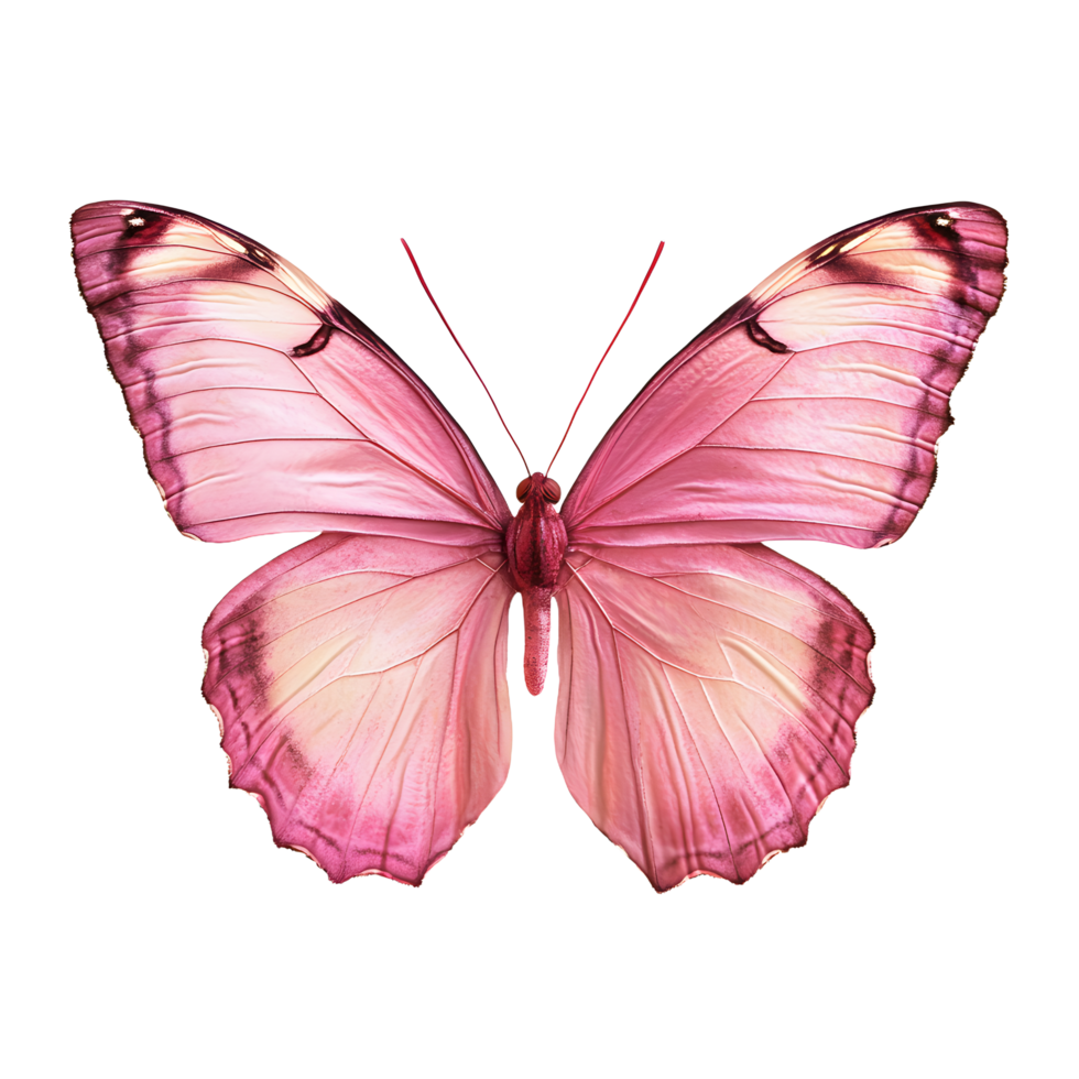 Beautiful pink butterfly with detailed wings and antennae isolated on transparent background png