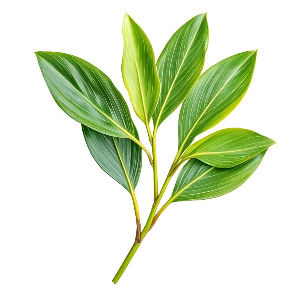 Vibrant green leaves with yellow veins on a plant stem isolated on transparent background png