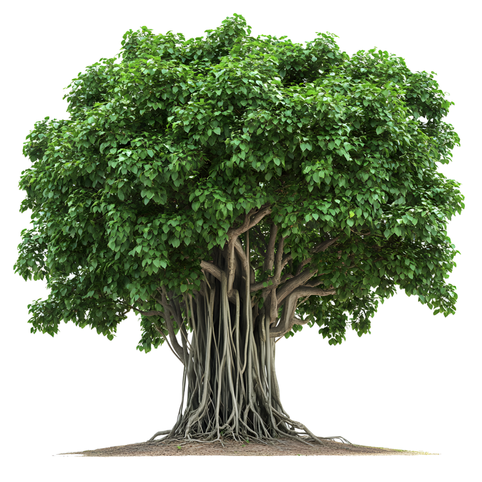 Majestic banyan tree with aerial roots and lush green foliage isolated on transparent background png