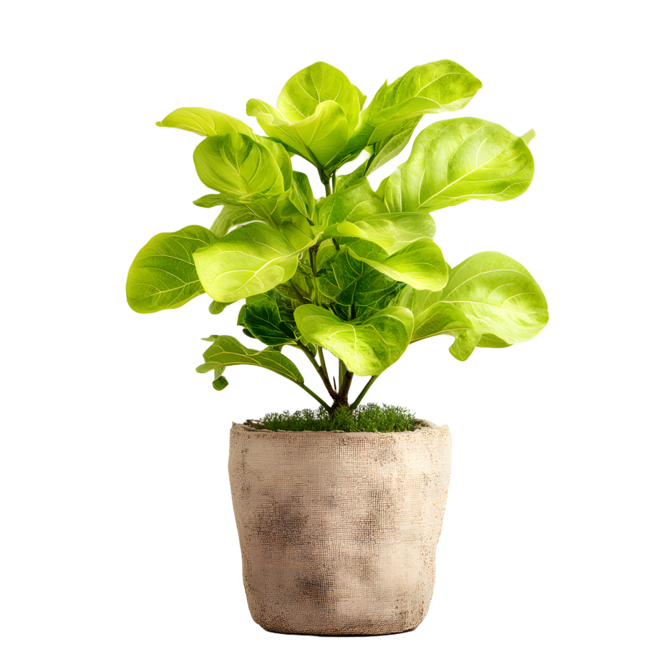 Vibrant green fiddle leaf fig plant in a textured pot isolated on transparent background png