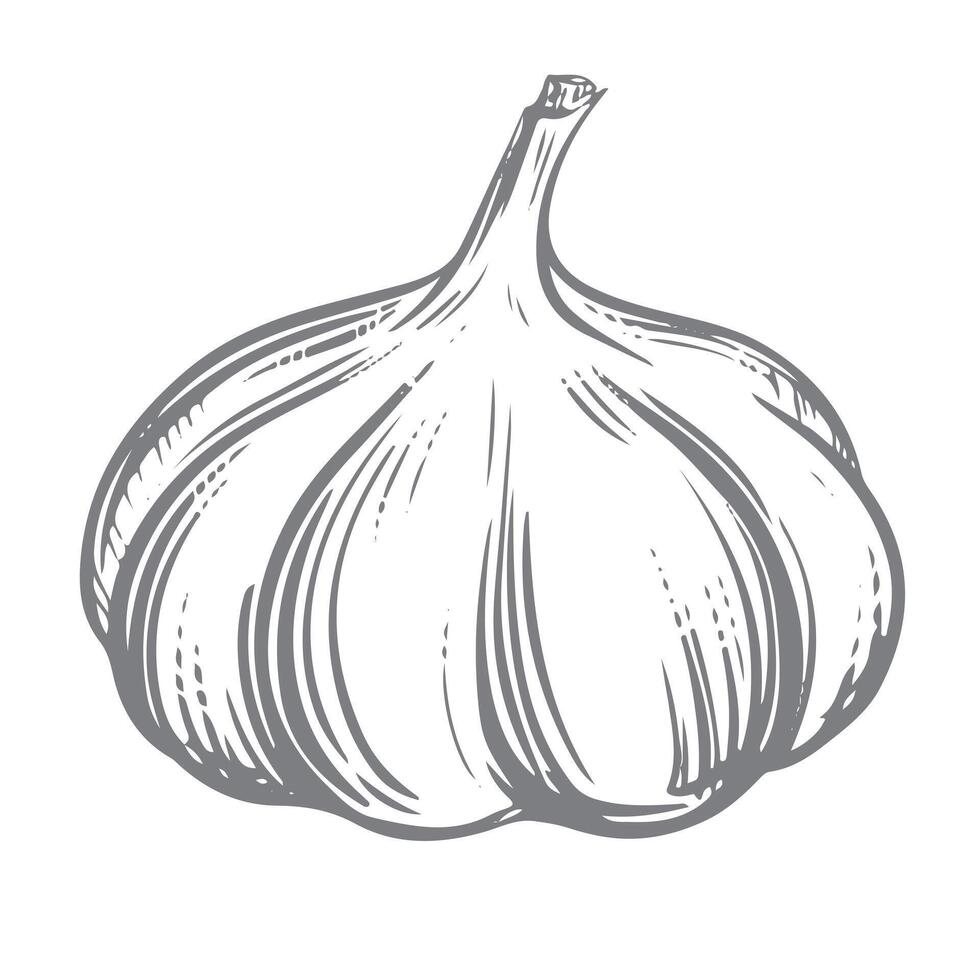 hand drawn illustration of garlic. Head of garlic in engraving style. Detailed drawing of aromatic seasoning. Farmer's market product. Great for menu, label, badge. vector