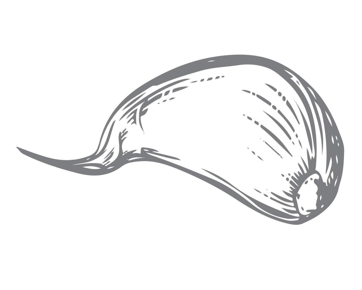 sketch of a garlic clove, hand drawn. Illustration in the style of engraving. Detailed drawing of aromatic seasoning in ink. The clove of garlic lies on the table. Perfect for a menu, label. vector